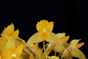 Lycaste consobrina Huntington's Finest AM/AOS 87 pts.